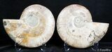 Inch Split Ammonite Pair #2623-2